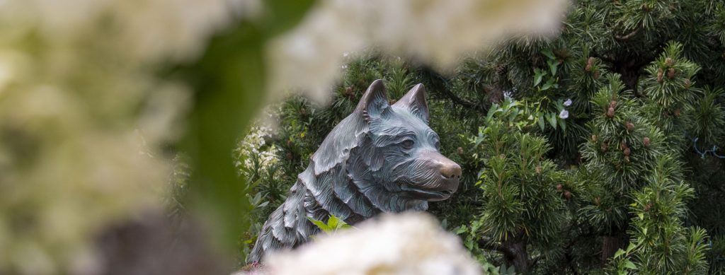 A view of the Husky statue with flowers in the foreground